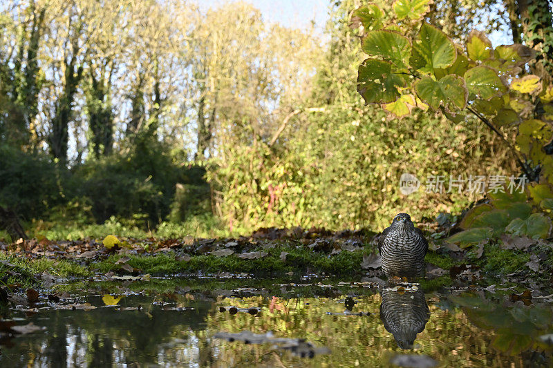 欧亚雀鹰(学名:Accipiter nisus)